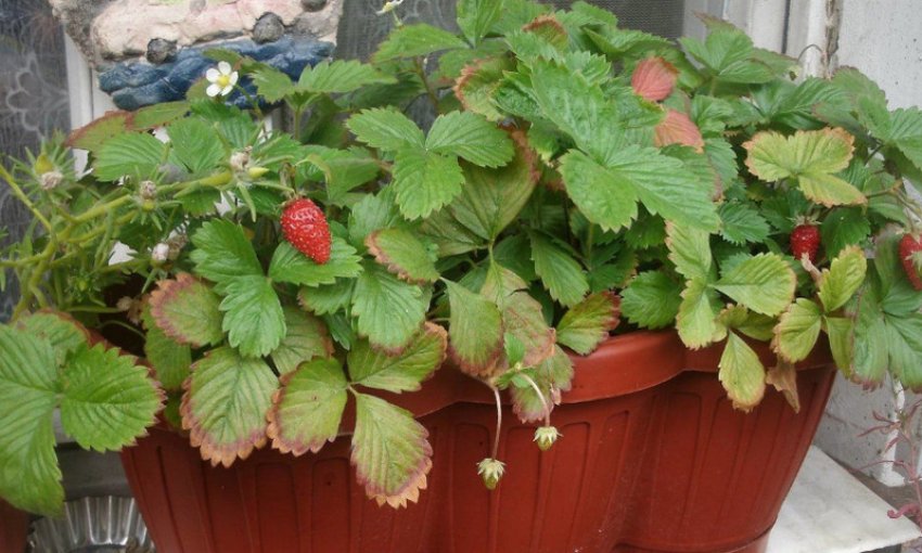 Домашня полуниця