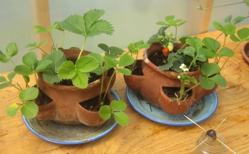 Полуниця в квартирі