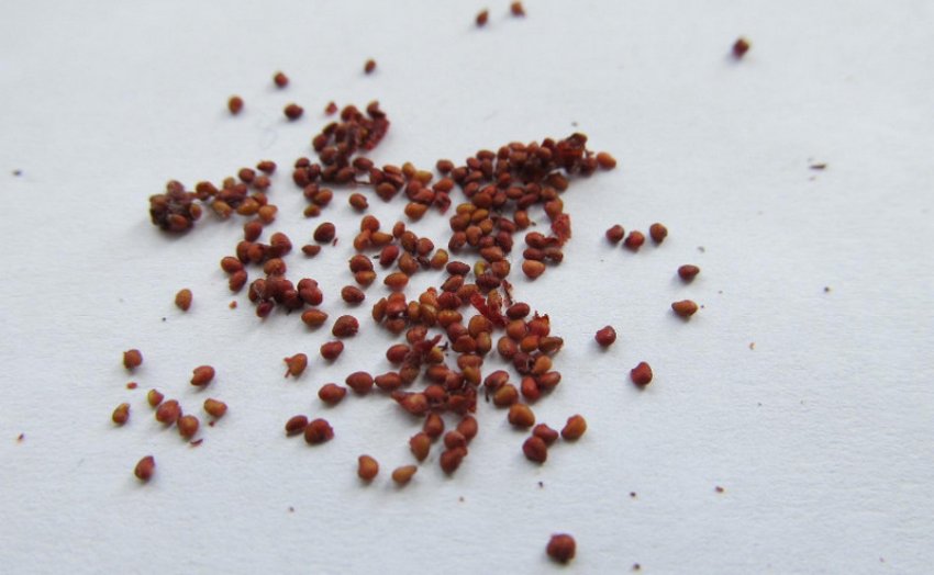 Насіння полуниці