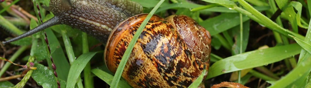 Сімейна ферма по вирощуванню равликів відкрилася у Вінницькій області