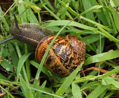 Сімейна ферма по вирощуванню равликів відкрилася у Вінницькій області