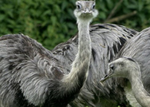 Що страуси їдять у домашніх умовах і в природі