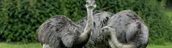 Что едят страусы: чем кормить в домашних условиях