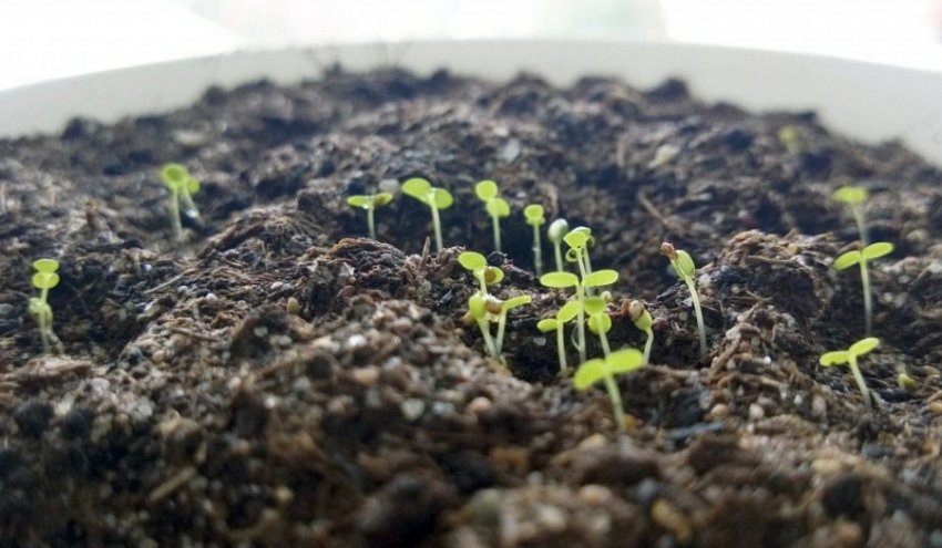 Сходи полуниці