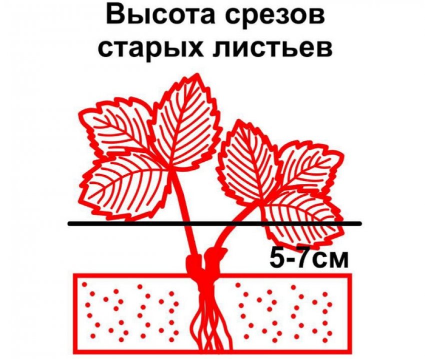 Обрізка старих листків