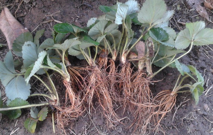 Саджанці полуниці