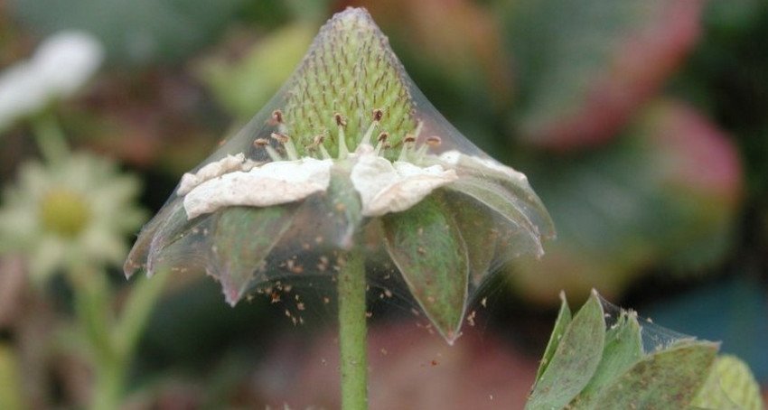 Павутинний кліщ на полуниці