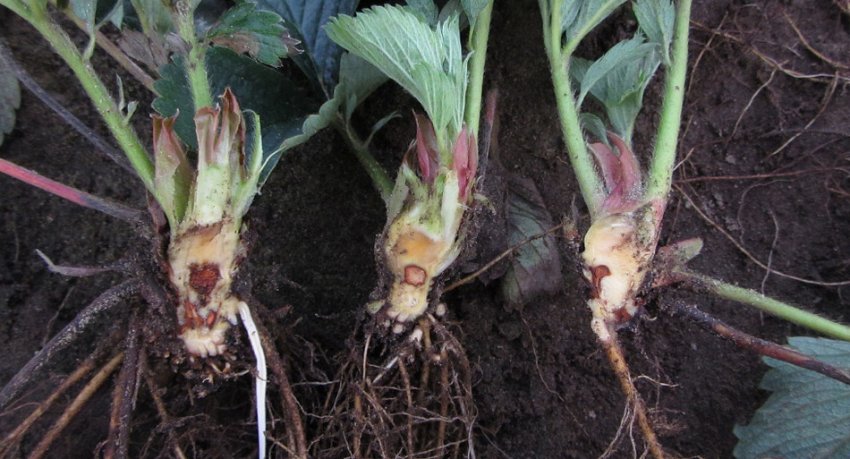 Коренева гниль