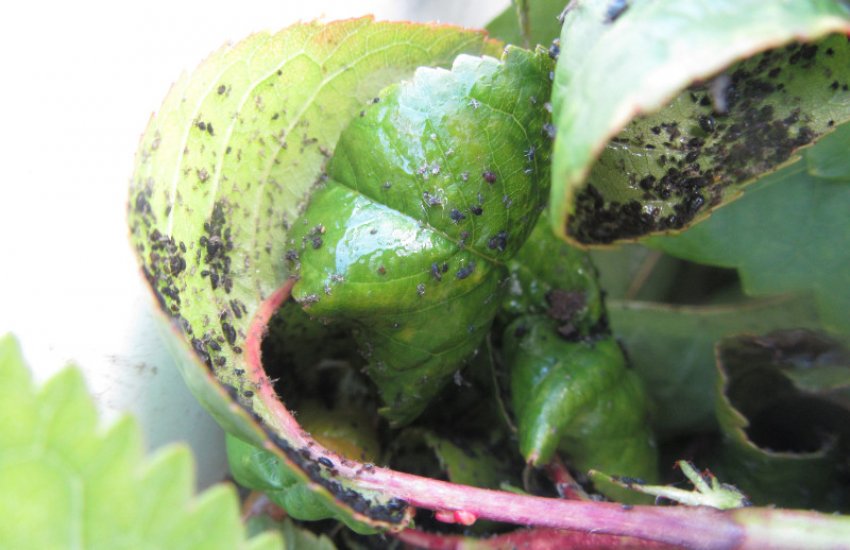 Попелиця на полуниці