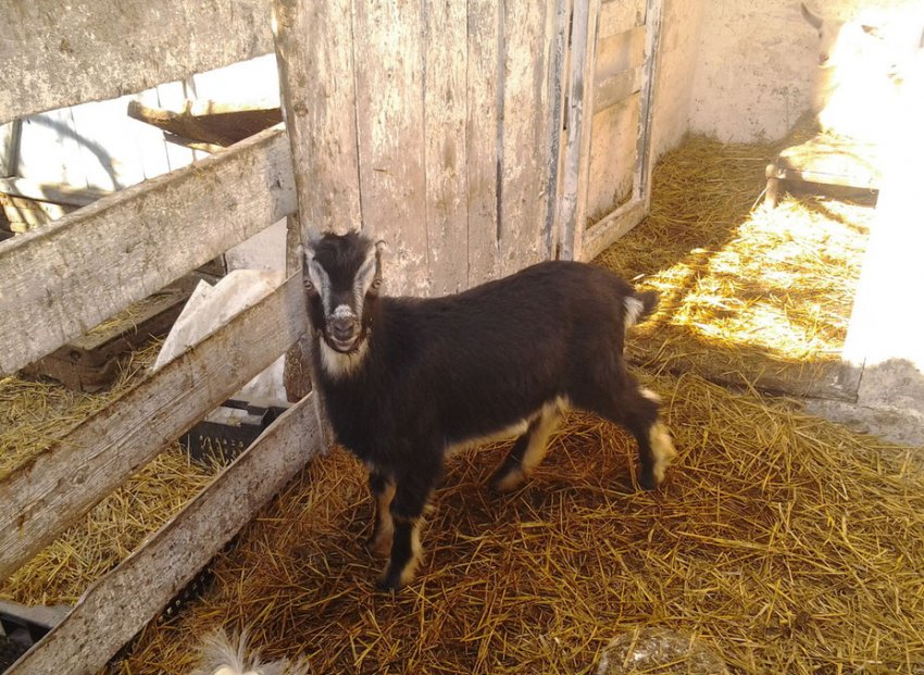 Коза ламанча Коза ламанча