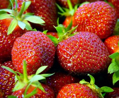 Особливості посадки і догляду за полуницею Кама