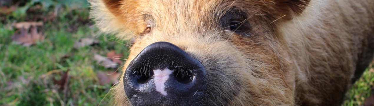 Нова інформаційна платформа може підготувати свинарів до спалахів захворювань