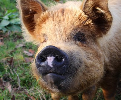 Нова інформаційна платформа може підготувати свинарів до спалахів захворювань