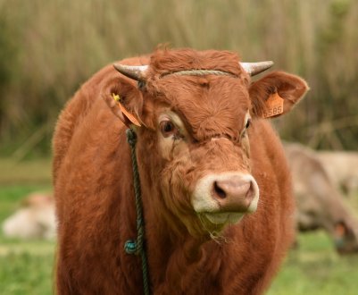 День відкритих дверей англійської молочної ферми Брэмли