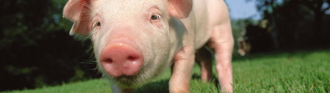 Британо-китайське співробітництво в галузі виведення стійких до захворювань свиней