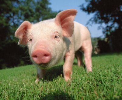 Британо-китайське співробітництво в галузі виведення стійких до захворювань свиней