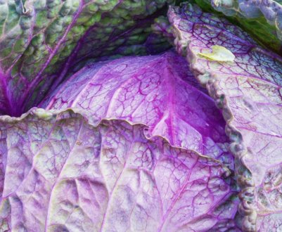 Фіолетові листя капусти