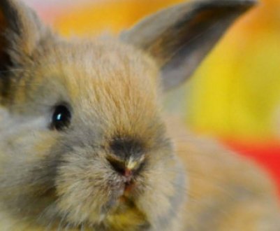 Чи може бути алергія на кроликів, і як вона проявляється?