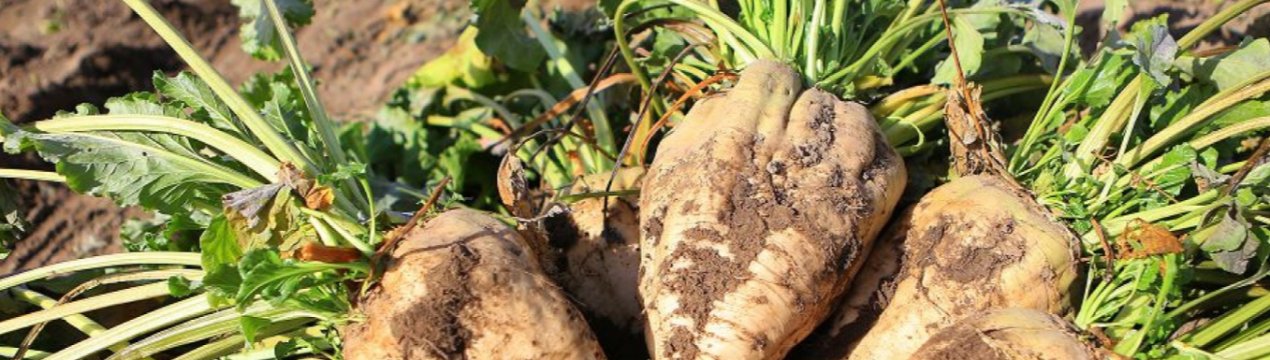 20 відсотків сходів цукрових буряків A'SPIK group постраждали від злив