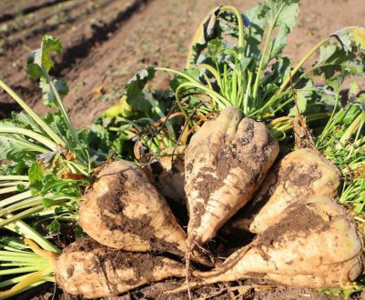 20 відсотків сходів цукрових буряків A'SPIK group постраждали від злив