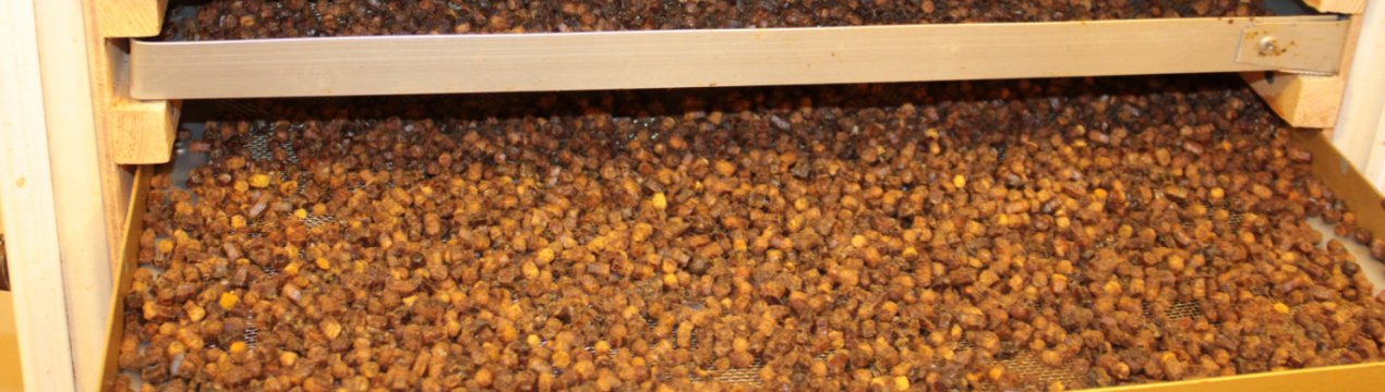 Як зібрати бджолину пергу