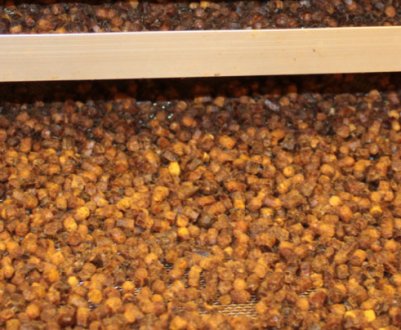 Як зібрати бджолину пергу