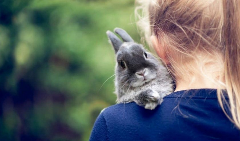 Аллергия на кроликов