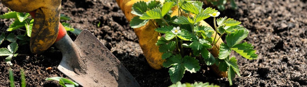 После чего можно сажать клубнику в огороде