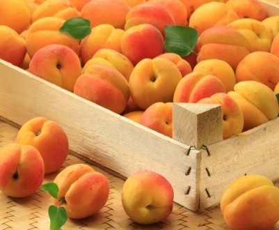 Черкаська область втратила 60% урожаю абрикосів