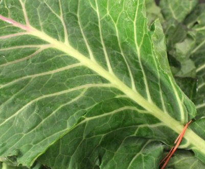 Як заквасити сіру капусту на зиму