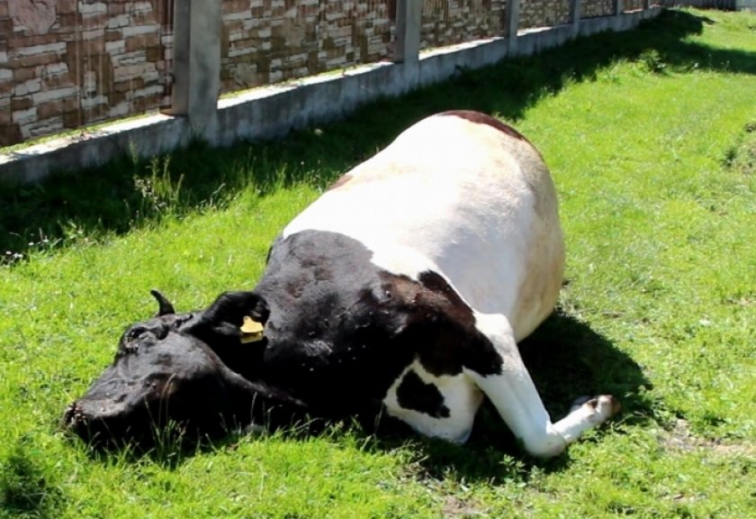 Отравление у коровы