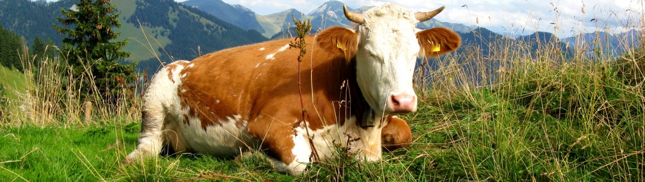Калужские корови підхопили туберкульоз