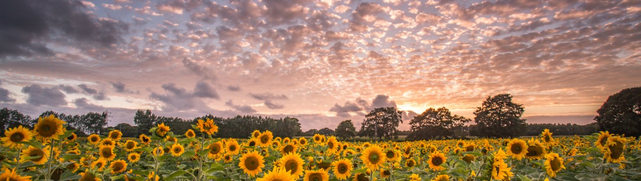 У Росії буде менше поля з соняшниками