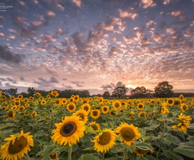 У Росії буде менше поля з соняшниками