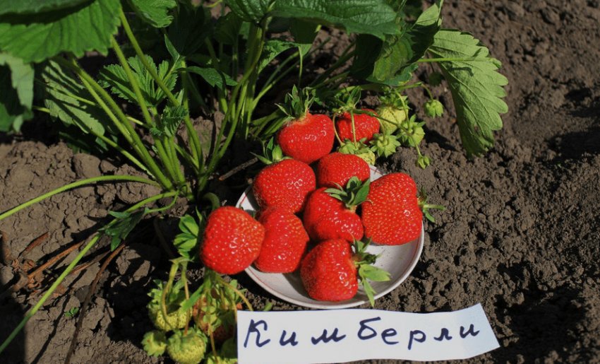 Полуниця Кімберлі Полуниця Кімберлі