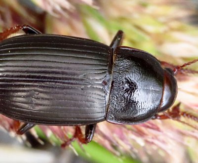 В цьому році зерновим культурам України загрожує хлібна жужелиця