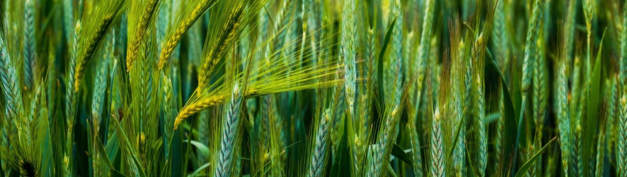 Знижений прогноз по врожайності в Євросоюзі пшениці і ячменю