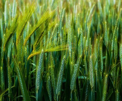 Знижений прогноз по врожайності в Євросоюзі пшениці і ячменю