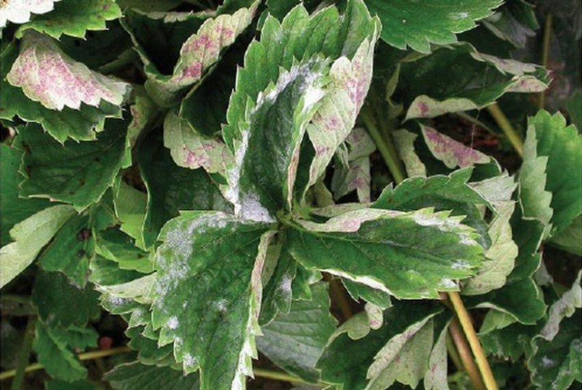 Борошниста роса на полуниці Борошниста роса на полуниці