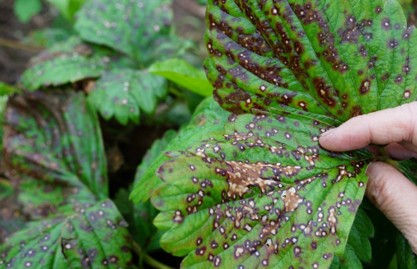 Бура плямистість полуниці Бура плямистість полуниці