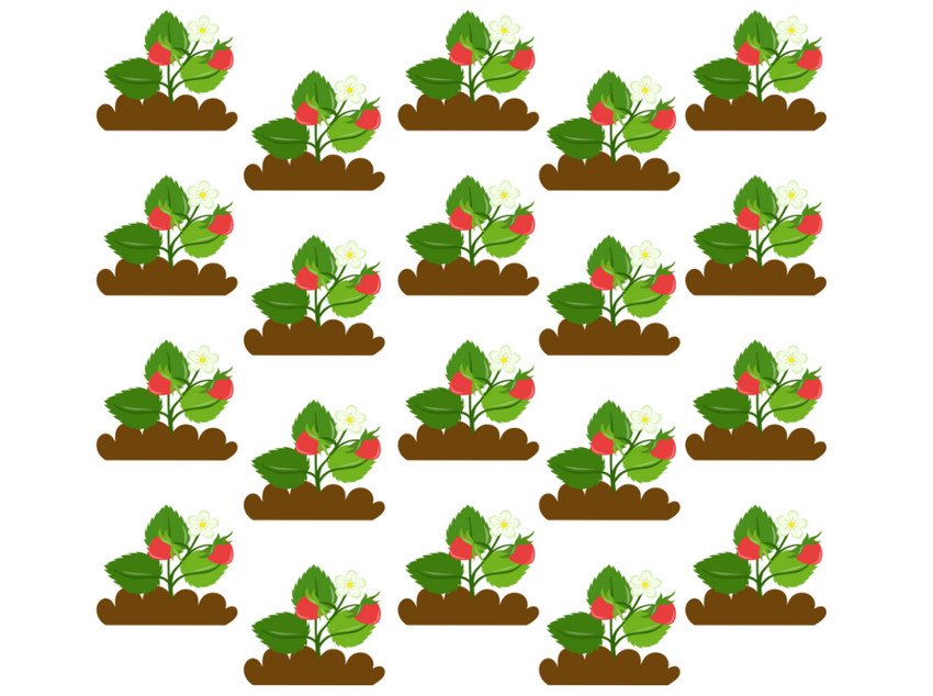 Посадка суниці в шаховому порядку Посадка суниці в шаховому порядку