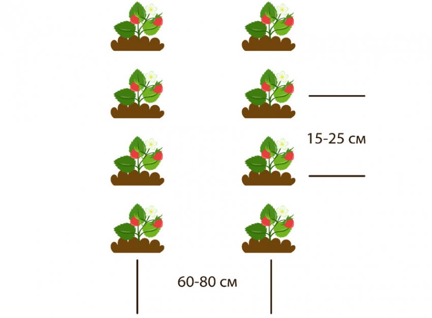 Посадка рядами Посадка рядами