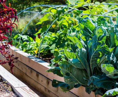 У Великобританії кількість виробників органічних продуктів збільшується, але загальна площа земель падає