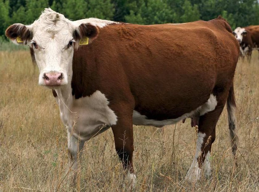 Казахская белоголовая корова
