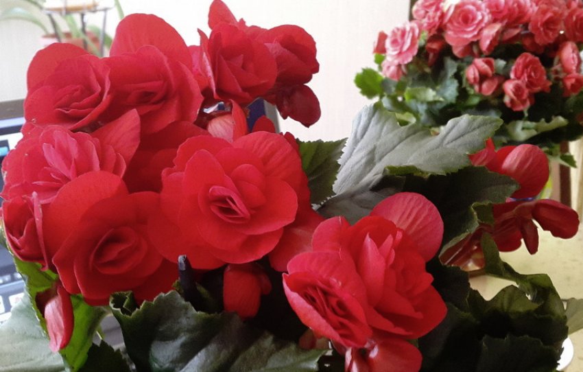 Сорт баладин Сорт баладин