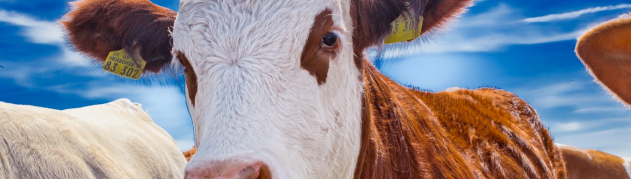 Новосибірські фермери відправили корів в літні табори