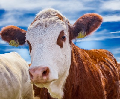 Новосибірські фермери відправили корів в літні табори