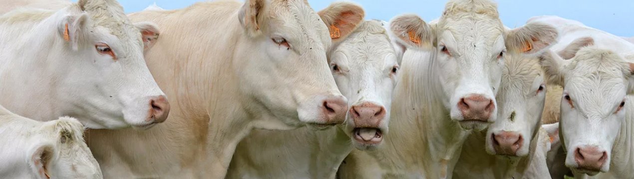 Краснодарські аграрії подарують худобі 2,5 мільйона тонн корму