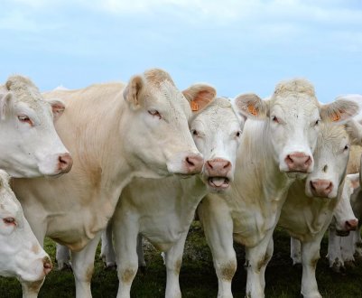 Краснодарські аграрії подарують худобі 2,5 мільйона тонн корму