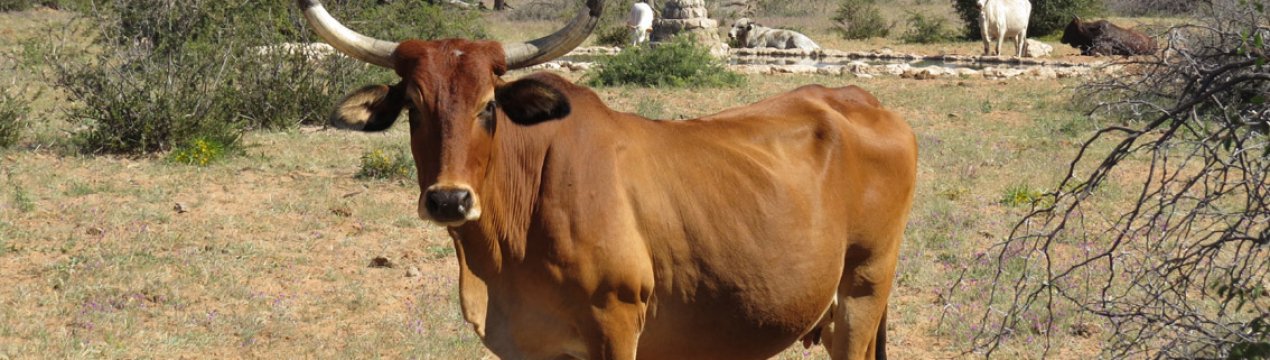 Непросте завдання для тваринників Намібії